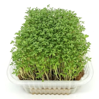 Кресс-салат Данский