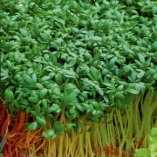 Кресс-салат Весенний