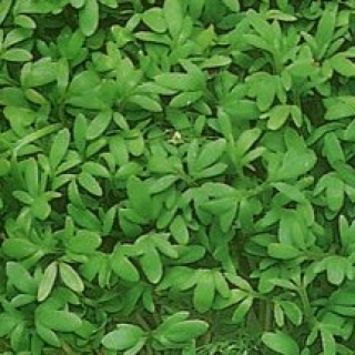 Кресс-салат Витаминчик