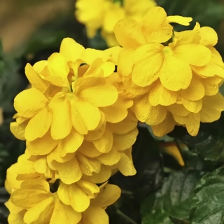 Кроссандра Тропик желтая