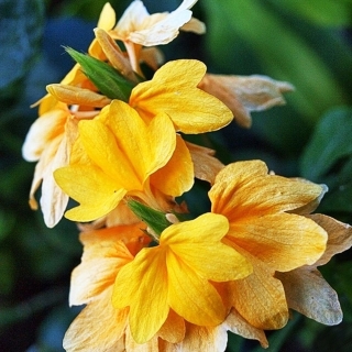 Кроссандра Тропик жёлтая