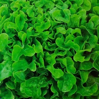 Салат Кружевница (листовой)