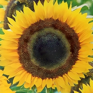 Подсолнечник Кубанские семечки