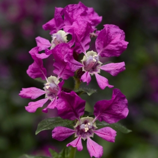 Куфея Ллавея Шрирача Виолет