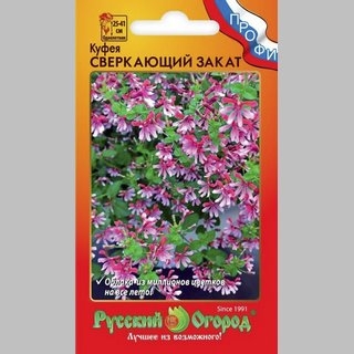 Куфея Сверкающий закат