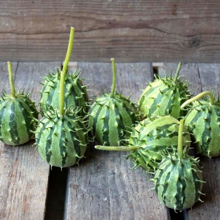 Кукумис декоративный Крыжовник