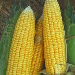 Кукуруза Ранняя лакомка-121