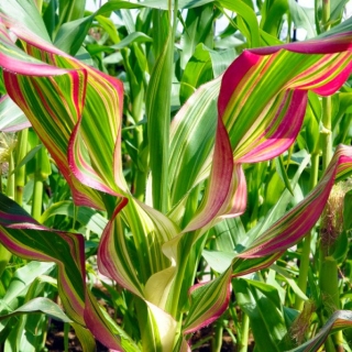 Кукуруза Звезда F1 декоративная