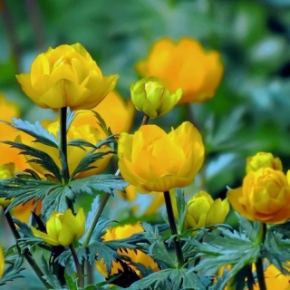 Купальница Цветок тролля