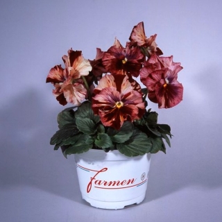 Виола Кьянти F1 (Виттрока)