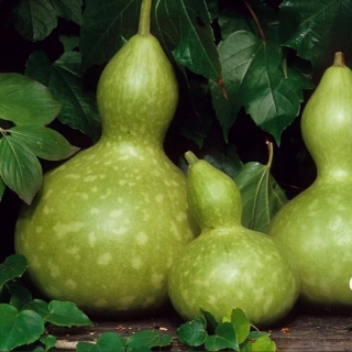 Лагенария Птичий Домик