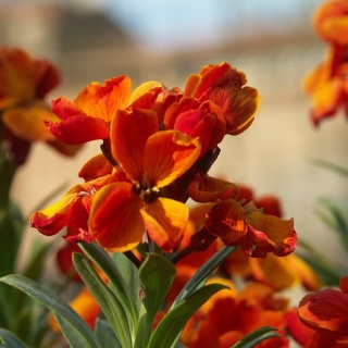 Хейрантус Красная Королева (Желтушник)