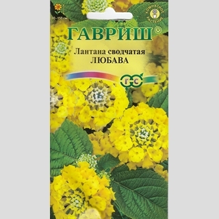 Лантана Любава сводчатая