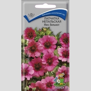 Лапчатка Мисс Вильмот непальская