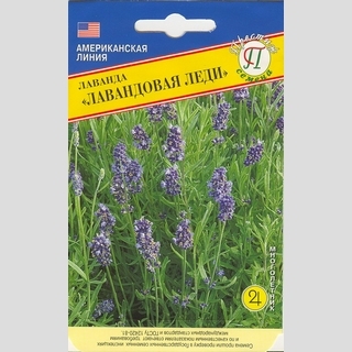 Лаванда Лавандовая леди