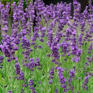 Лаванда Люблинская Семко