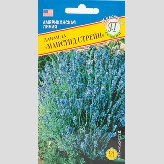 Лаванда Манстид Стрейн