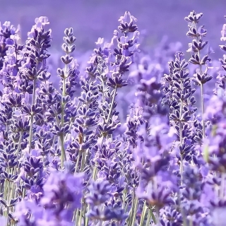Лаванда Нежность