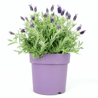 Лаванда Розьера стахэдская (испанская)