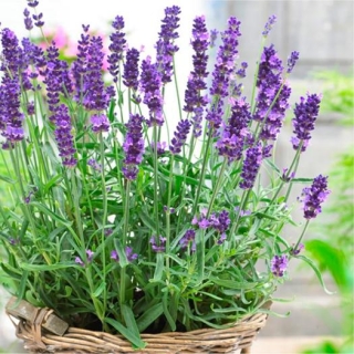 Лаванда Манстид Стрейн