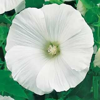 Лаватера Монт Бланк