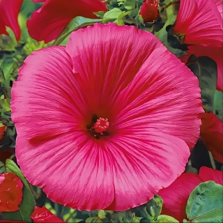 Лаватера Рубин