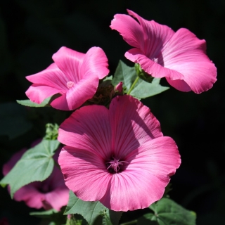 Лаватера Танагра