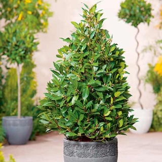 Лавр благородный (большой пакет)