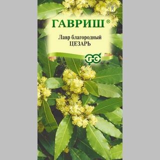 Лавр Цезарь (благородный)
