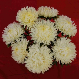 Астра Леди Коралл Кремово-белая