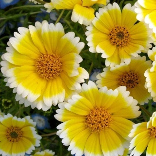 Лейя Принцесса (изящная)