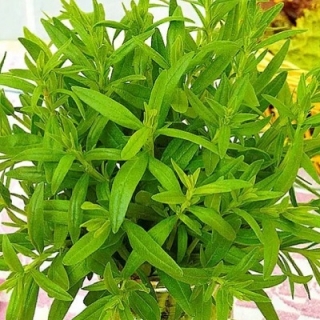 Иссоп Лекарь лекарственный