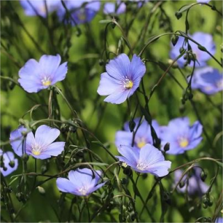 Лен Бирюза (масличный) 30г (большой пакет)