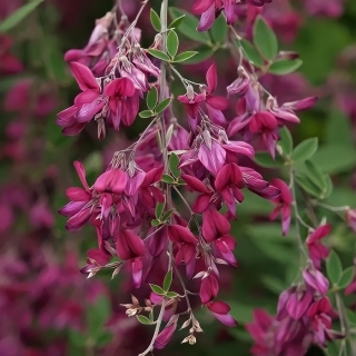 Леспедеца Вишнёвый каскад (двуцветная)