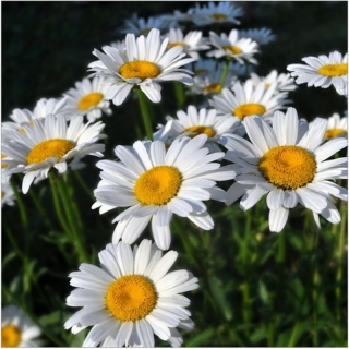 Леукантемум Белый бриз