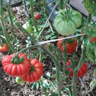 Томат Минусинский лев