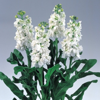 Левкой Айрон Белый