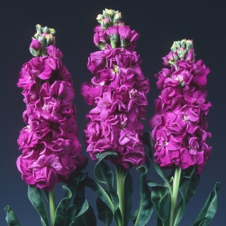 Левкой Айрон Дип Пинк