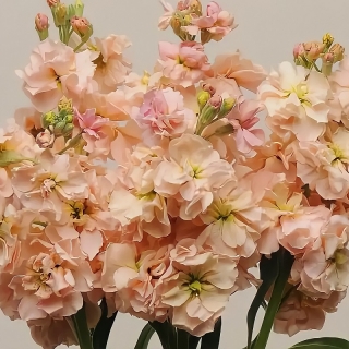 Левкой Кац Эприкот