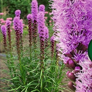 Лиатрис Пылающая Звезда колосковый