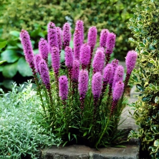 Лиатрис Пурпурная свеча