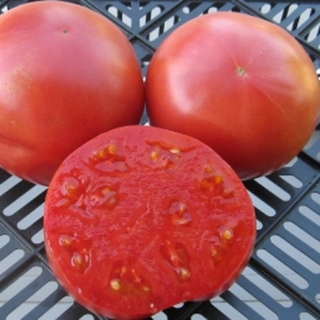 Томат Лихач Вилс