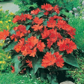 Лихнис Расплавленная лава корончатый