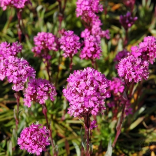 Лихнис Халцедонский Розовый (большой пакет)