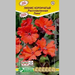 Лихнис Расплавленная лава корончатый