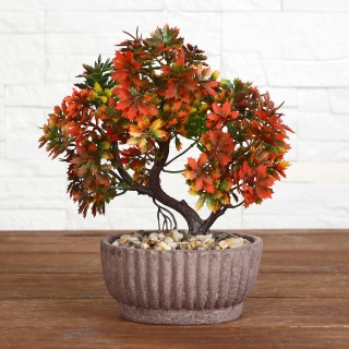 Ликвидамбар Формозский (большой пакет)