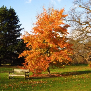 Ликвидамбар Формозский (большой пакет)