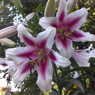 Лилия Алтари