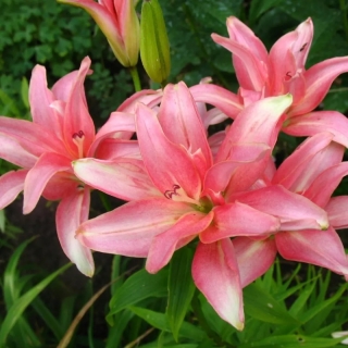 Лилия Афродита