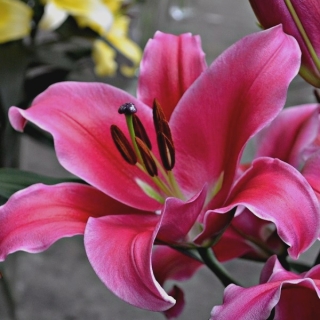 Лилия Далиан